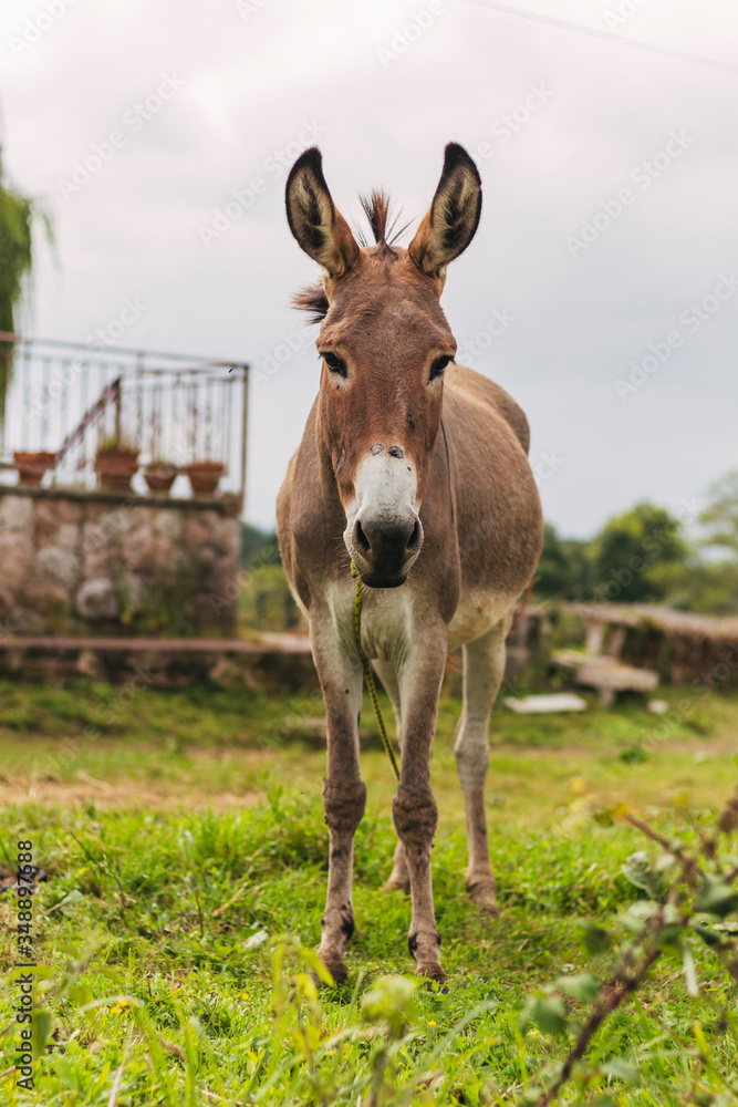 93/5000
burro gris sobre fondo verde, orejas grandes, fotografía de naturaleza, foto de animales, fondo verde 93/5000
burro gris sobre fondo verde, orejas grandes, fotografía de naturaleza, foto de animales, fondo verde