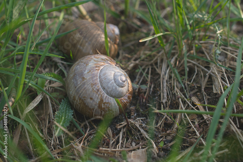 A pair of spiral shells, home of forest snails.