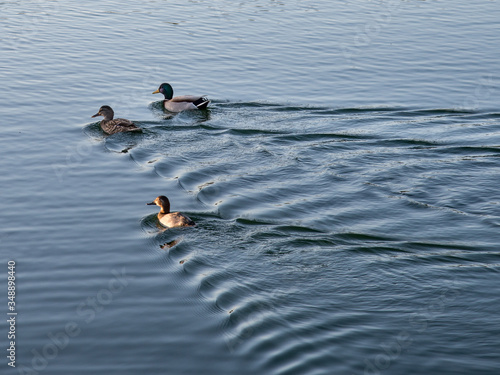Tres patos nadando en el lago 