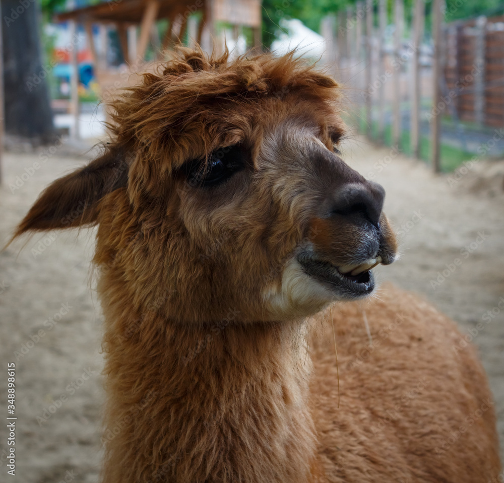 Close up photo of an adorable cute brown curly fluffy alpaca with big black eyes.Vicugna pacos.