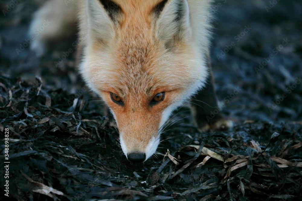 Naklejka premium red fox portrait