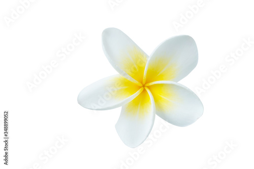 Plumeria isolated on white background. Nature pattern of blossoming color exotic Frangipani flower, Close up of Plumeria or Frangipani 