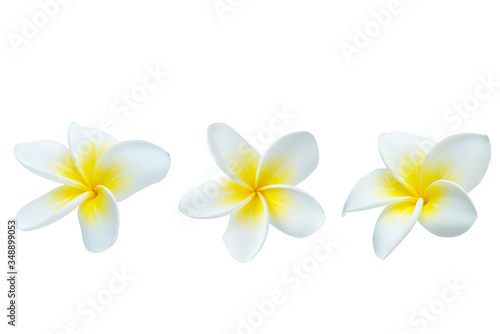 Collection of Plumeria isolated on white background. Nature pattern of blossoming color exotic Frangipani flower, Close up of Plumeria or Frangipani 