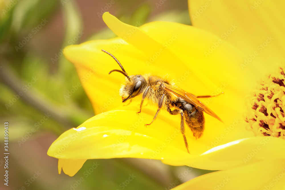 Small bee gathering pollen on a flower on a sunny springtime morning Small bee gathering pollen on a flower on a sunny springtime morning