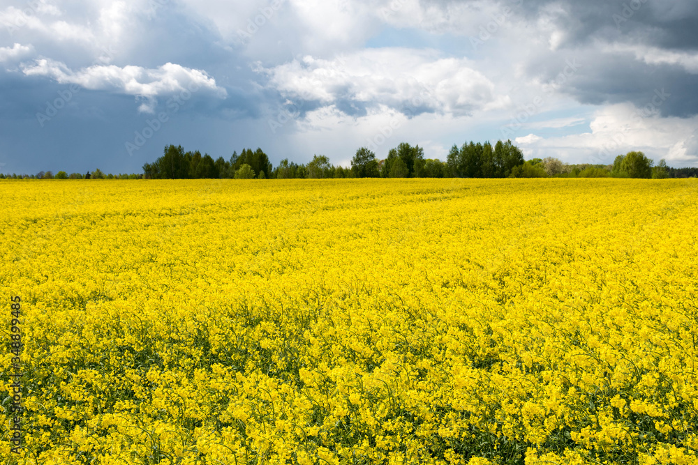 Wonderful view of yellow rapeseed field with grey black clouds of a storm coming on background Wonderful view of yellow rapeseed field with grey black clouds of a storm coming on background