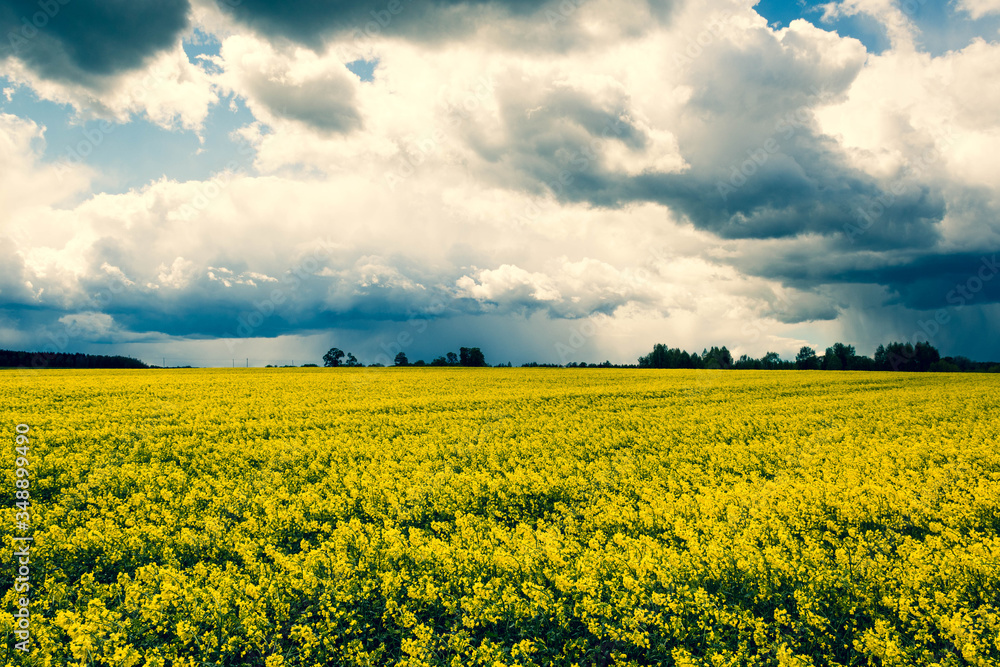 Wonderful view of yellow rapeseed field with grey black clouds of a storm coming on background