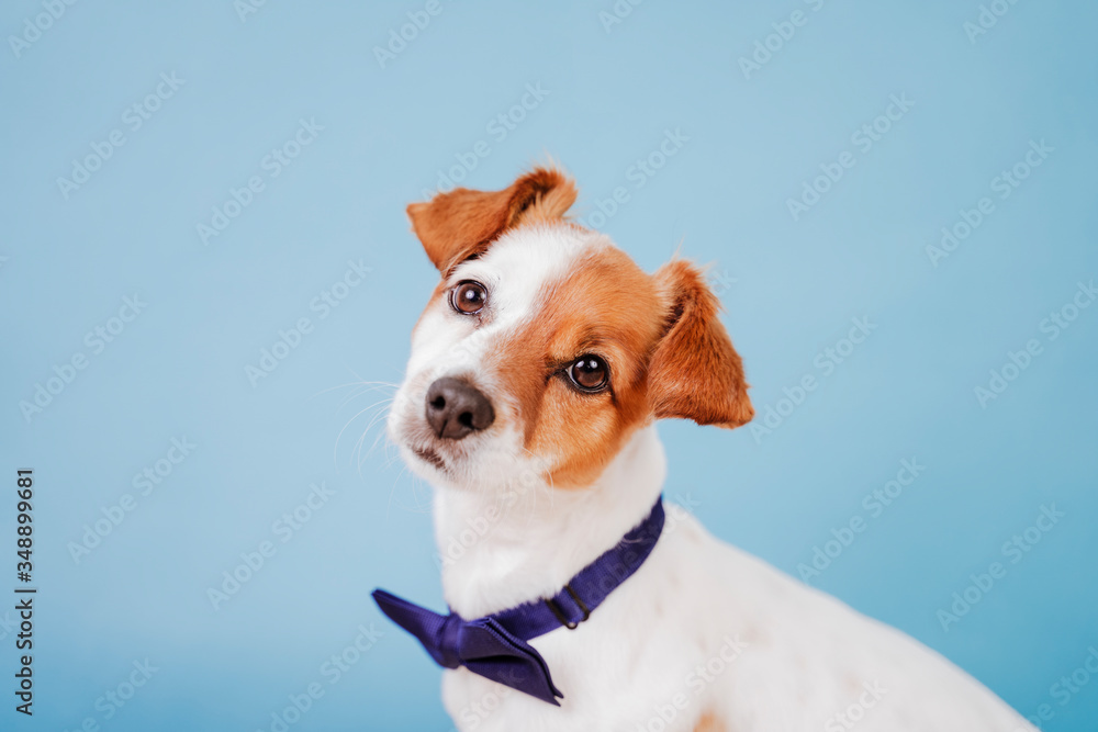 portrait of cute jack russell dog wearing a bow tie over blue background. Colorful, spring or summer concept