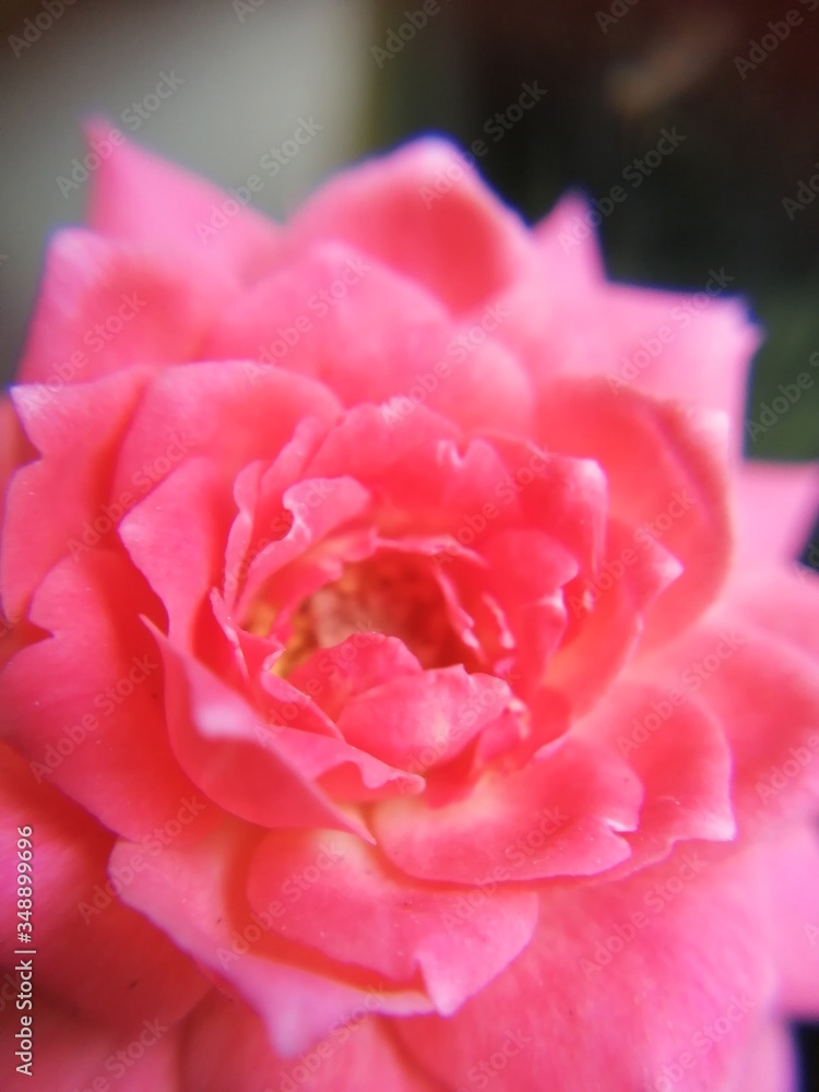 Flor Flor