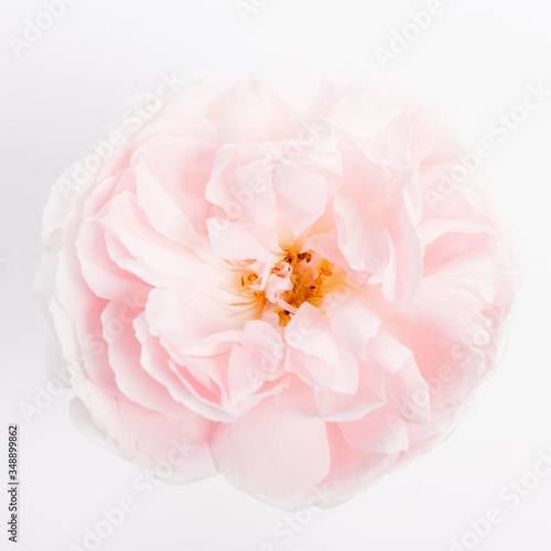 Beautiful pink rose close-up on a white background
