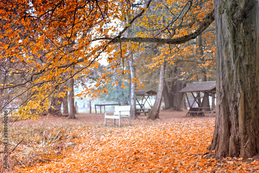 Obraz premium Laub Herbstbild