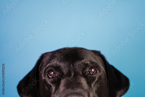 portrait of beautiful black labrador dog over blue background. Colorful  spring or summer concept