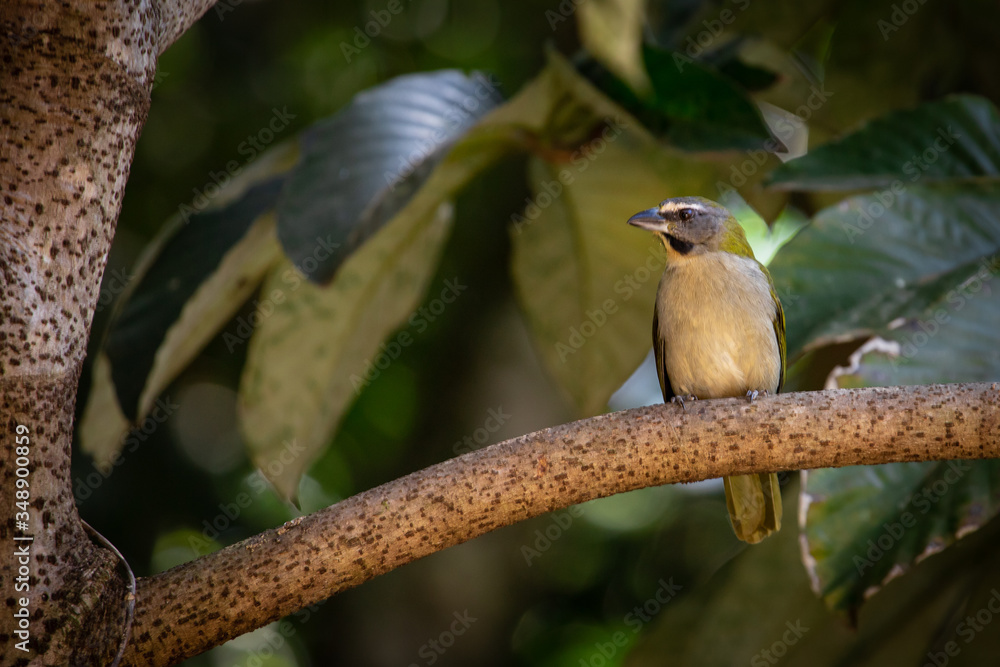 Green-winged saltator (Saltator similis). A songbird found in Argentina, Bolivia, Brazil, Paraguay, and Uruguay, and ranges into the southern cerrado and the pantanal. Brazilian wetlands birds. Green-winged saltator (Saltator similis). A songbird found in Argentina, Bolivia, Brazil, Paraguay, and Uruguay, and ranges into the southern cerrado and the pantanal. Brazilian wetlands birds.