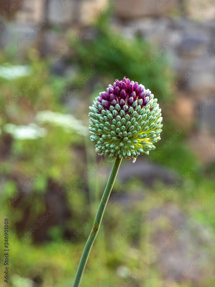 Unbroken spine - Echinops - grows on the Golan Heights in northern Israel Unbroken spine - Echinops - grows on the Golan Heights in northern Israel