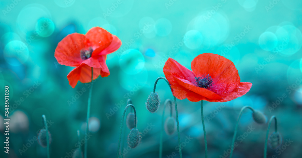Obraz premium Poppy flowers isolated on green blur background.