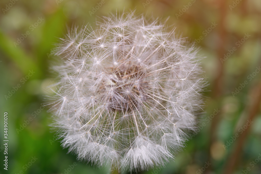 Löwenzahn Pusteblume Löwenzahn Pusteblume