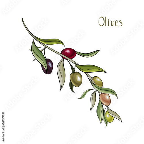 Vector olive branch. Hand drawn illustration of green, black, different colors olives isolated on white background. Illustration for design label oil, health care products, organic natural cosmetics.