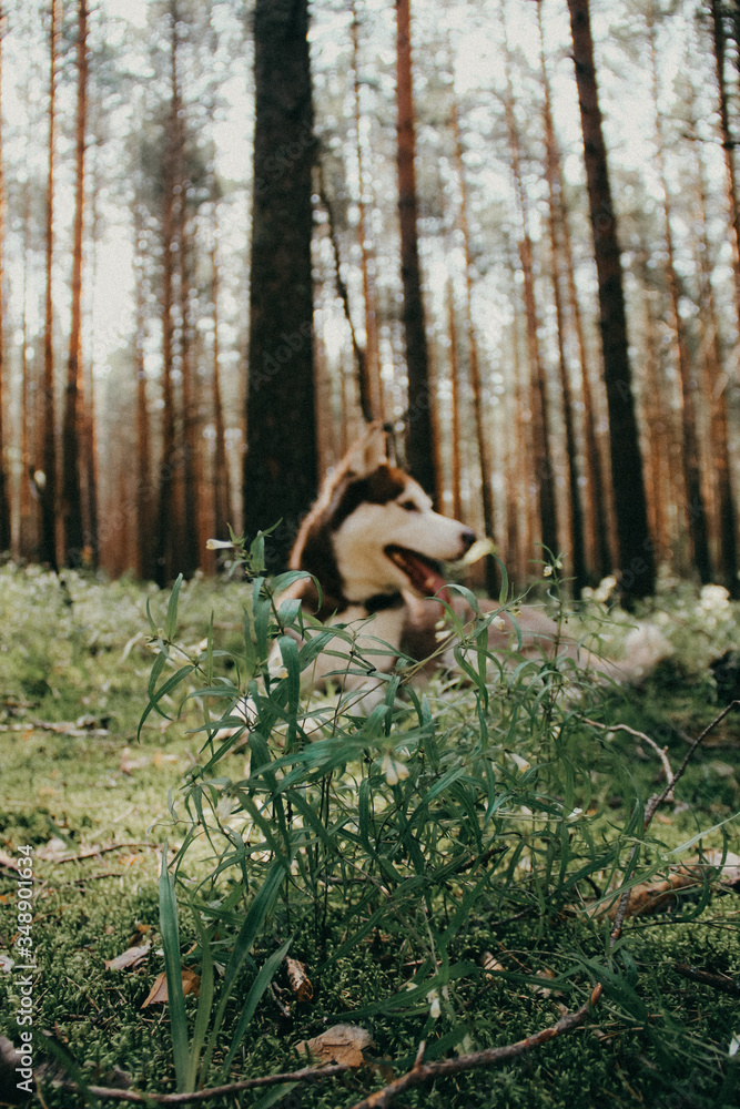 Husky in forest