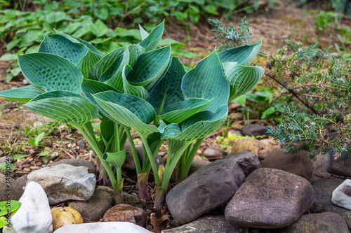 Vászonkép Blue Angel Hosta (Funkia) with lush leaf grows near garden pond