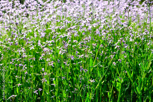 Meadow flowers  beautiful nature Sunny day.