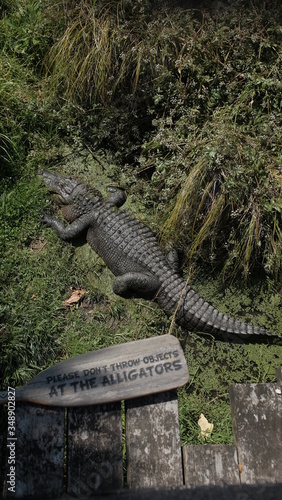 alligator in the swamp with the sign of no touching in Auckland Zoo