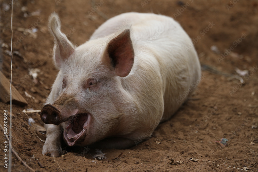 pig in a farm pig in a farm