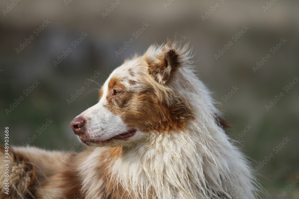 close up australian shepherd dog