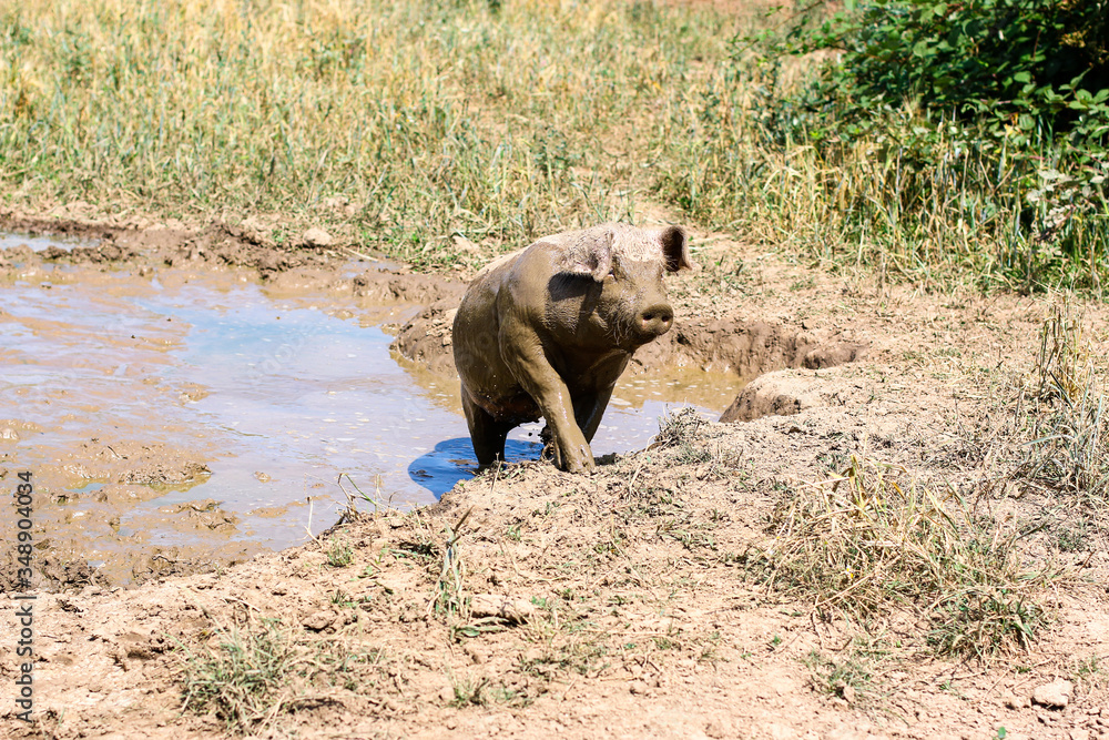 Freilandschwein läuft aus der Wassersuhle Freilandschwein läuft aus der Wassersuhle