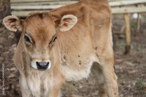 calf on a farm
