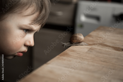 Thoughtful boy with Roman snail on wood table.  Edible snail or escargot.  The child learns abaout mulusks. Also Helix pomatia, , Burgundy snail. Vintage image effect. photo