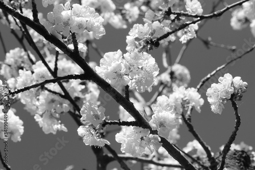 cherry blossoms