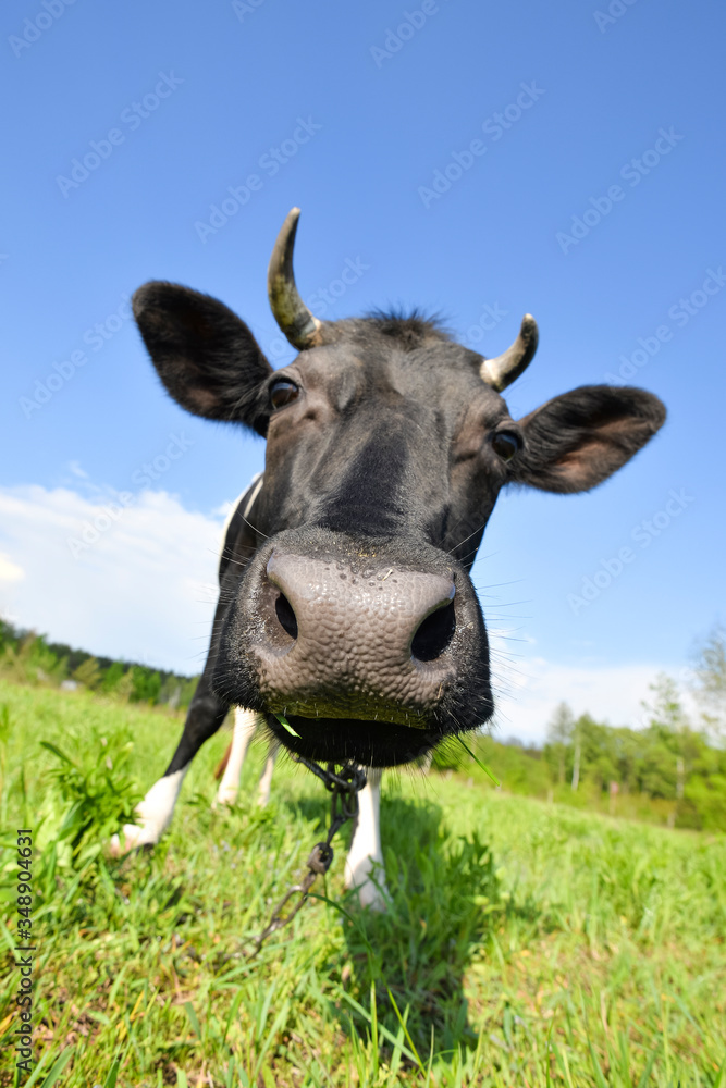 Curious amusing cow with funny big snout close up