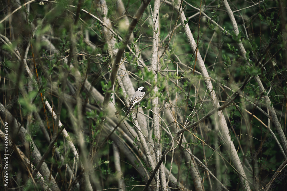 Small lonely wild bird - white wagtail in just thrived scrubs. Green Thrives spring outside. Wintage color effect. Small lonely wild bird - white wagtail in just thrived scrubs. Green Thrives spring outside. Wintage color effect.