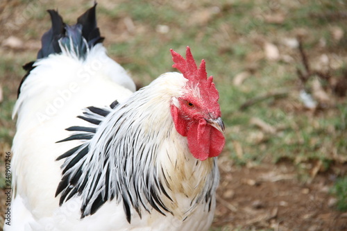 white rooster on the farm