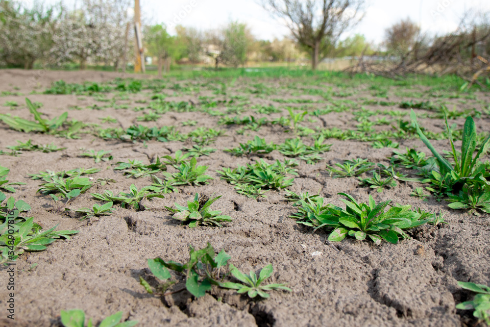 Gardening, weeding weeds. New plants emerging in springtime covering the bare ground. Gardening, weeding weeds. New plants emerging in springtime covering the bare ground.