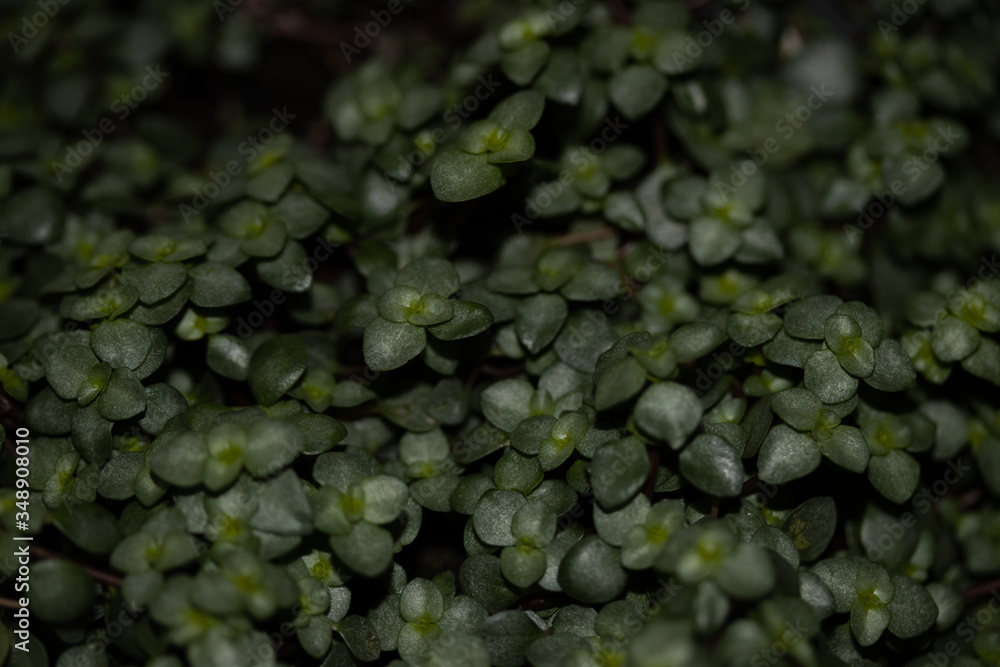 close up of green leaves close up of green leaves