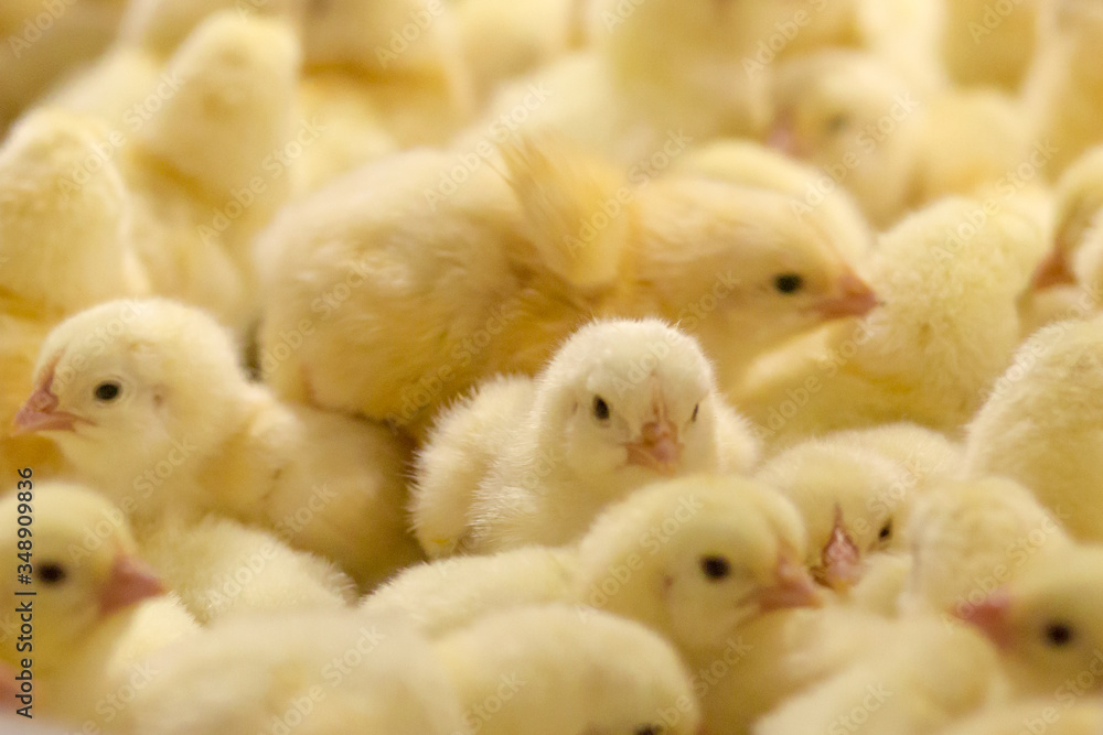 Yellow chicks in a basket.