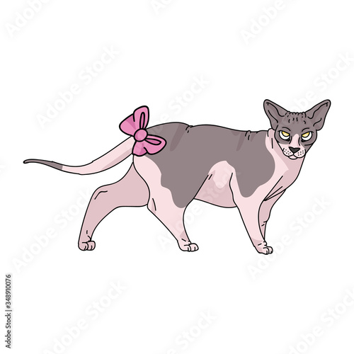 Cute cartoon sphynx cat with pink bow vector clipart. Pedigree exotic kitty breed for cat lovers. Purebred domestic kitten for pet parlor illustration mascot. Isolated hairless feline housecat. EPS 10
