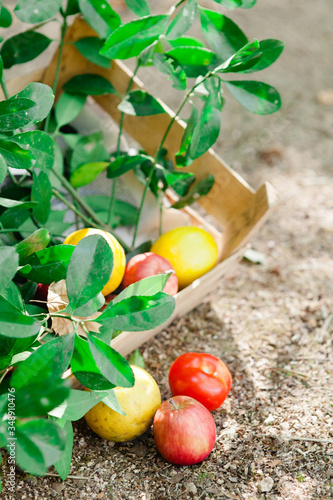 Apples in a garden setting.