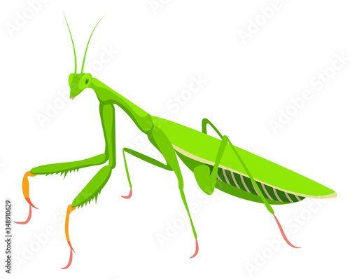 Illustrations of praying mantis. Large predatory insect with feathers to capture food. Big beetle predator. Color illustration of a cartoon mantis.