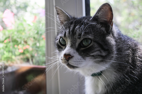 Portrait of a cat close up