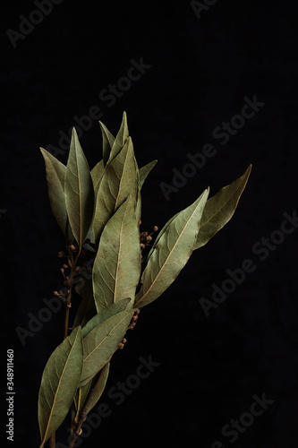 bay leaf branch on a black background