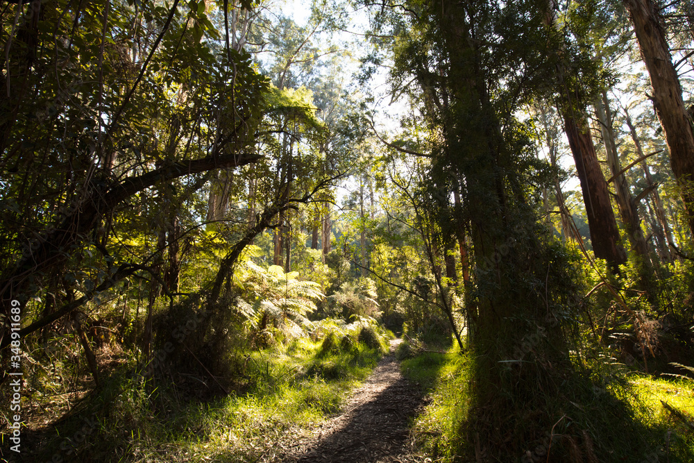 Fototapeta premium Sherbrooke Forest near Melbourne Australia