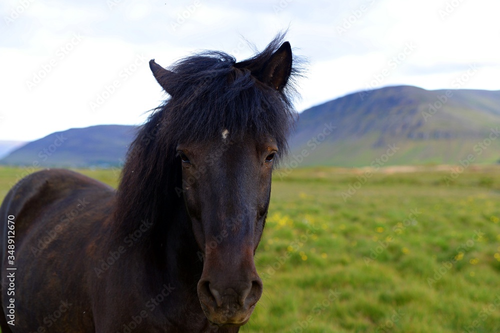 Obraz premium Lovely black horse on an icelandic field