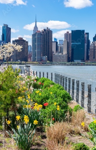 Midtown Manhattan Skyline seen from Gantry Plaza State Park with Colorful Spring Flowers in Long Island City Queens New York