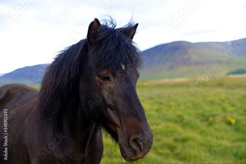 Lovely black horse on an icelandic field
