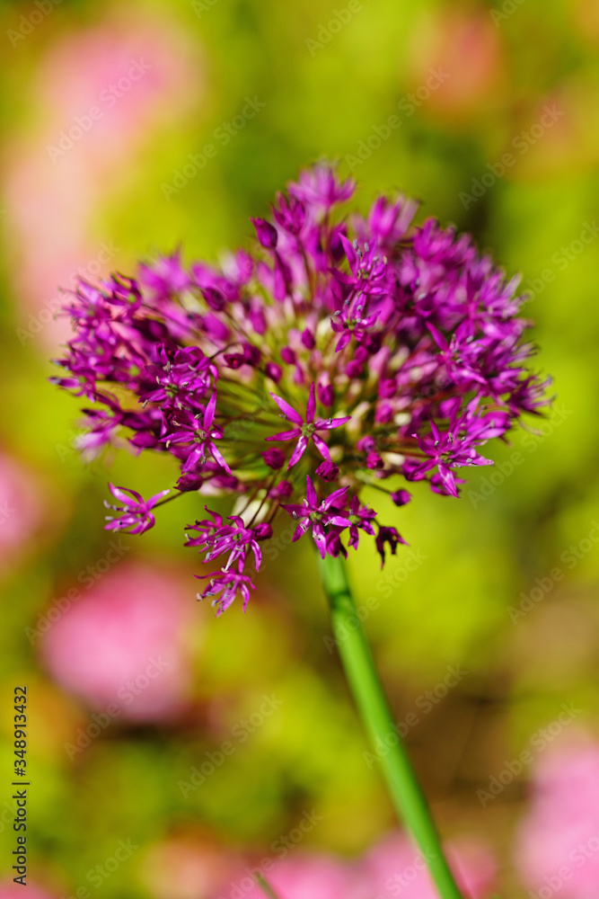 Purple globe allium flower in the spring Purple globe allium flower in the spring