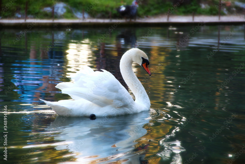 Fototapeta premium white swan on the lake