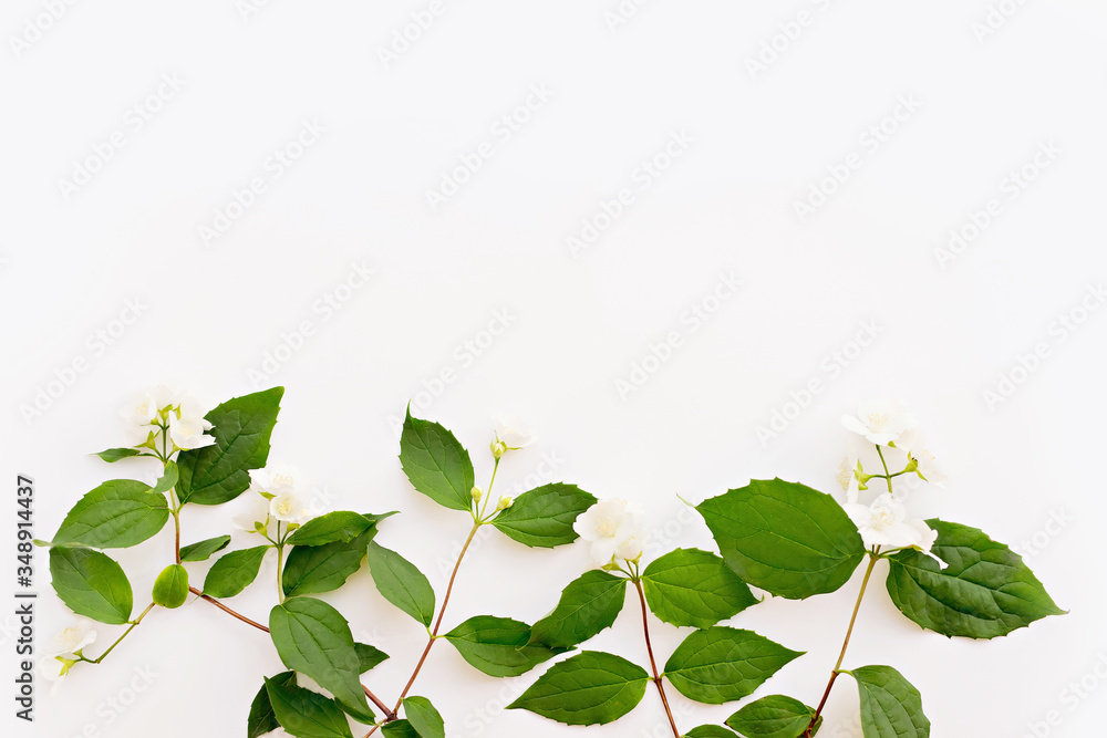 Obraz premium Jasmine, Philadelphus or mock-orange flowers border on white wooden background. Copy space for text, top view. Summer, spring background.