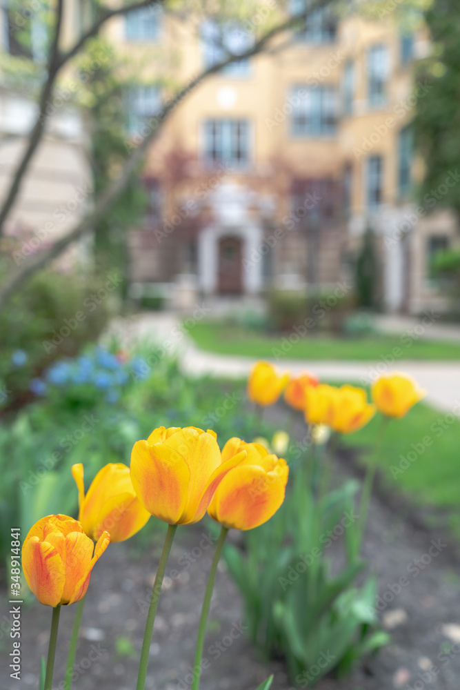 Φωτογραφία A close up of yellow, red and orange spring tulips with green stems blooming in the springtime in a flower bed with a residential brick masonry building blurred with soft bokeh in the background