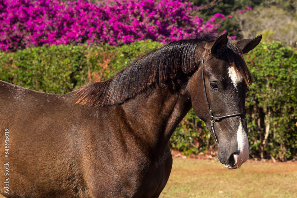 Fototapeta premium Portrait of a chestnut horse in a field